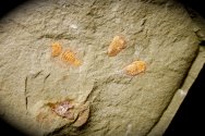 Chlupacaris dubia Aglaspid Fossils
