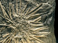 Spiked Sea Urchin Fossil