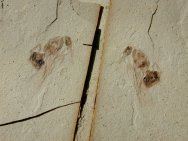 Flying Ant Insect Fossil