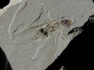 Termite Insect Fossil