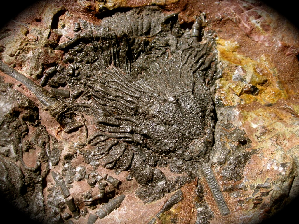 Scyphocrinites elegans Silurian Crinoid Fossils
