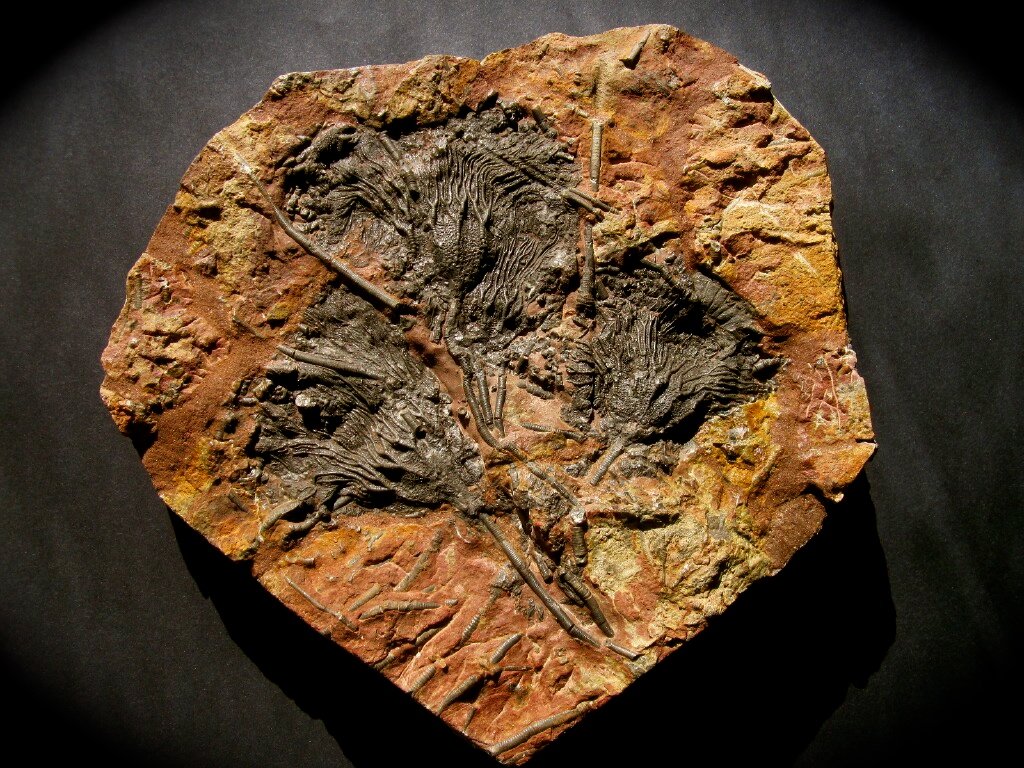 Scyphocrinites elegans Crinoids