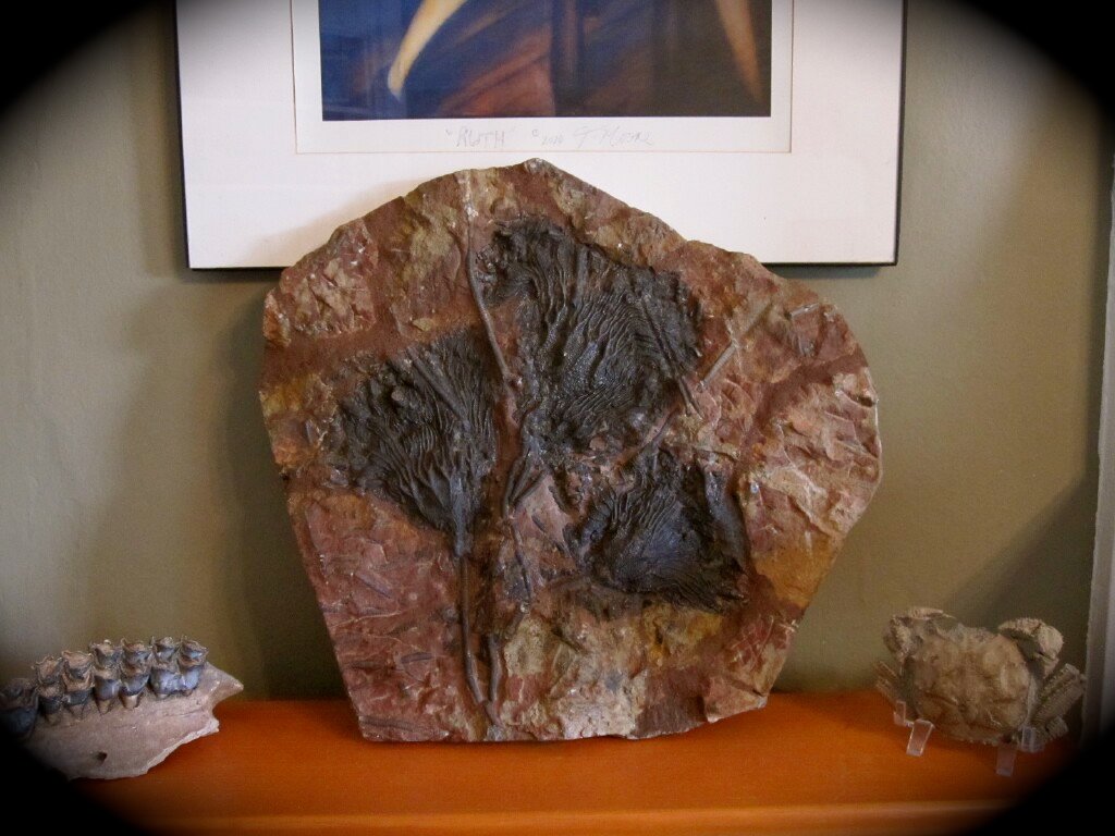 Scyphocrinites elegans