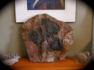 Scyphocrinites elegans Crinoid Fossils