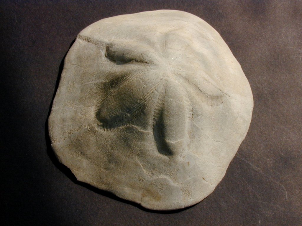 Clypeaster Echinoid Fossils