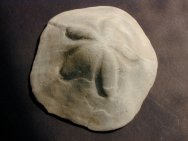 Echinoid Fossils