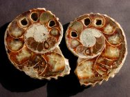 Ammonite Fossil