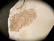 Fossil Egg Cluster