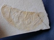 Leptobrachites Jellyfish Fossil