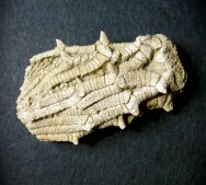 Intermediacrinus Crinoid Fossil