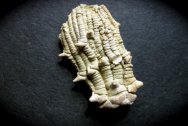Rare Intermediacrinus Crinoid Fossil