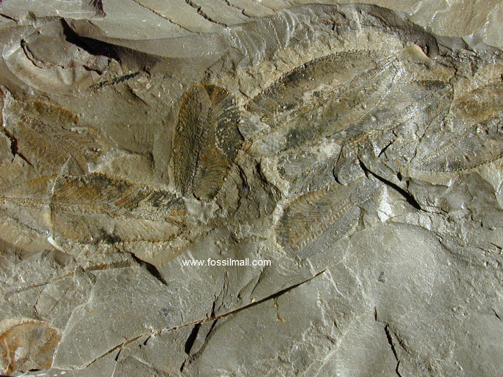 Phyllograptus Graptolites