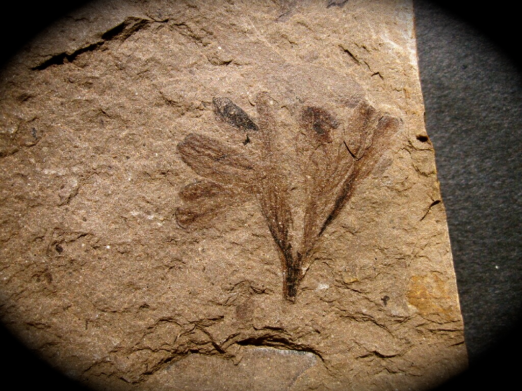 Gingko dissecta Plant Fossil