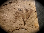Ginkgo dissecta Living Plant Fossil