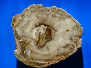 Triassic Petrified Wood