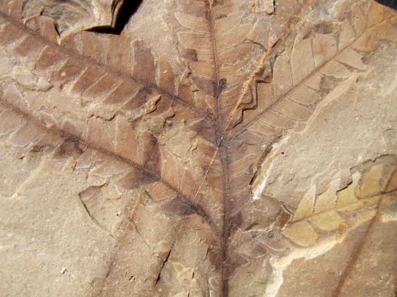 Ironwood Plant Fossils 