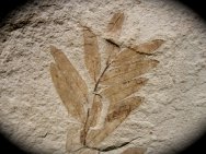Mimosites Plant Fossil
