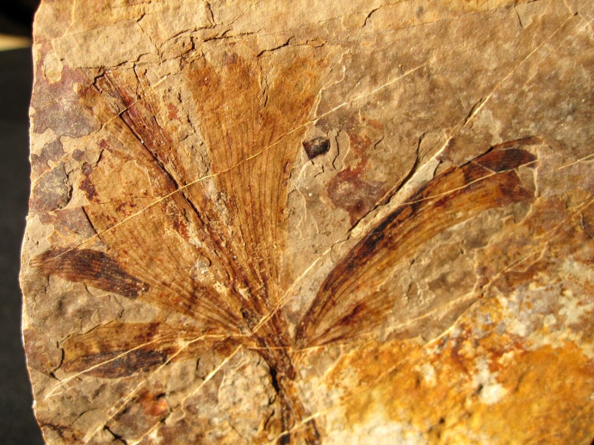 Gingko dissecta Living Plant Fossil Leaf