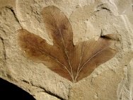 Allophylus Fossil Leaf
