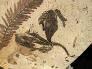 Gingko and Dawn Redwood Plant Fossils