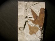 Plant Fossils