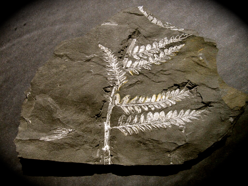 Fern Fossil