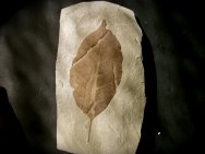 Allophylus flexifolia Green River Leaf Fossil