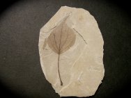 Populus wilmattae Fossil Leaf