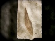 Oreopanax Fossil Leaf