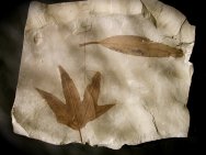 Plant Fossil Association