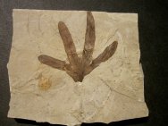 Lygodium kaulfussii Climbing Fern Fossil Leaf