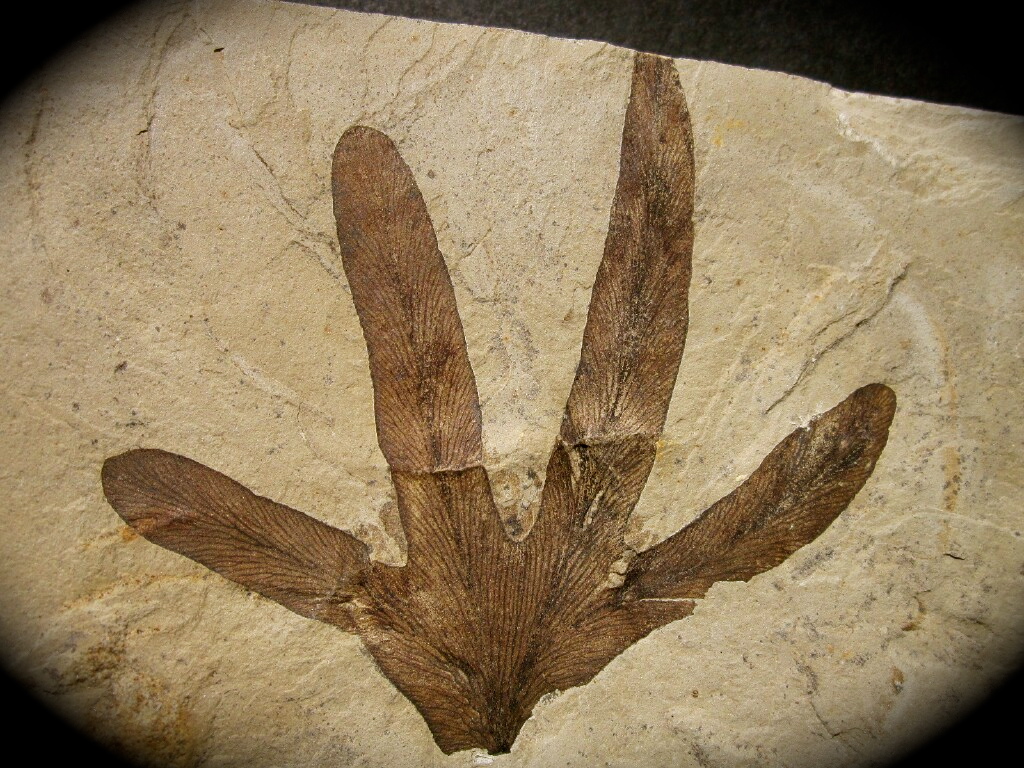 Intricate Lygodiumi Climbing Fern Fossil from Bonanza Utah. The Green