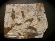 Cedrelospermum Plant Fossil 