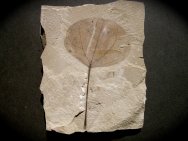 Populus wilmattae Plant Fossil Leaf