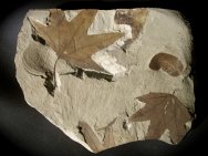 Sycamore and Persea Fossil Leaves