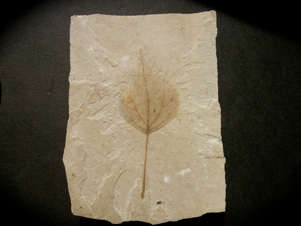 Populus Plant Fossil for Sale