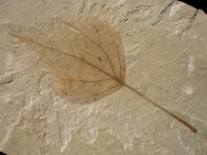 Populus Fossil Leaf