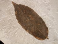 Oak Fossil Leaf