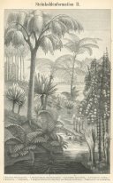Carboniferous Forest