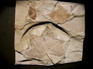 Eocene Fossil Leaves