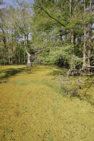 Duckweed Covered Water