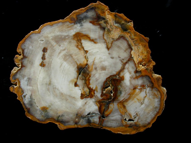 Eocene Petrified Wood