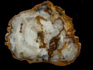 Eocene Petrified Wood