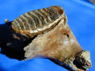 Woolly Mammoth
