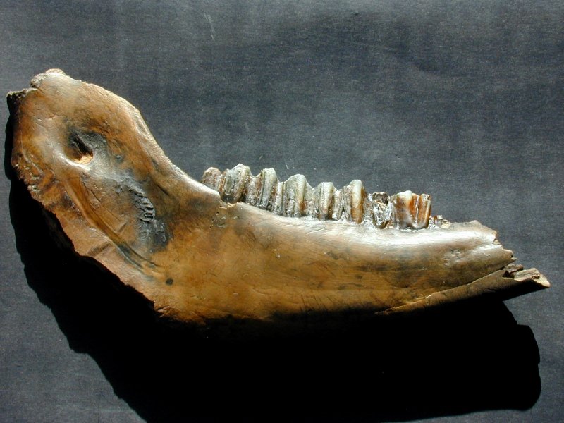 Fossil Bison Jaw