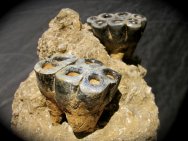 Desmostylus hesperus Fossil Teeth