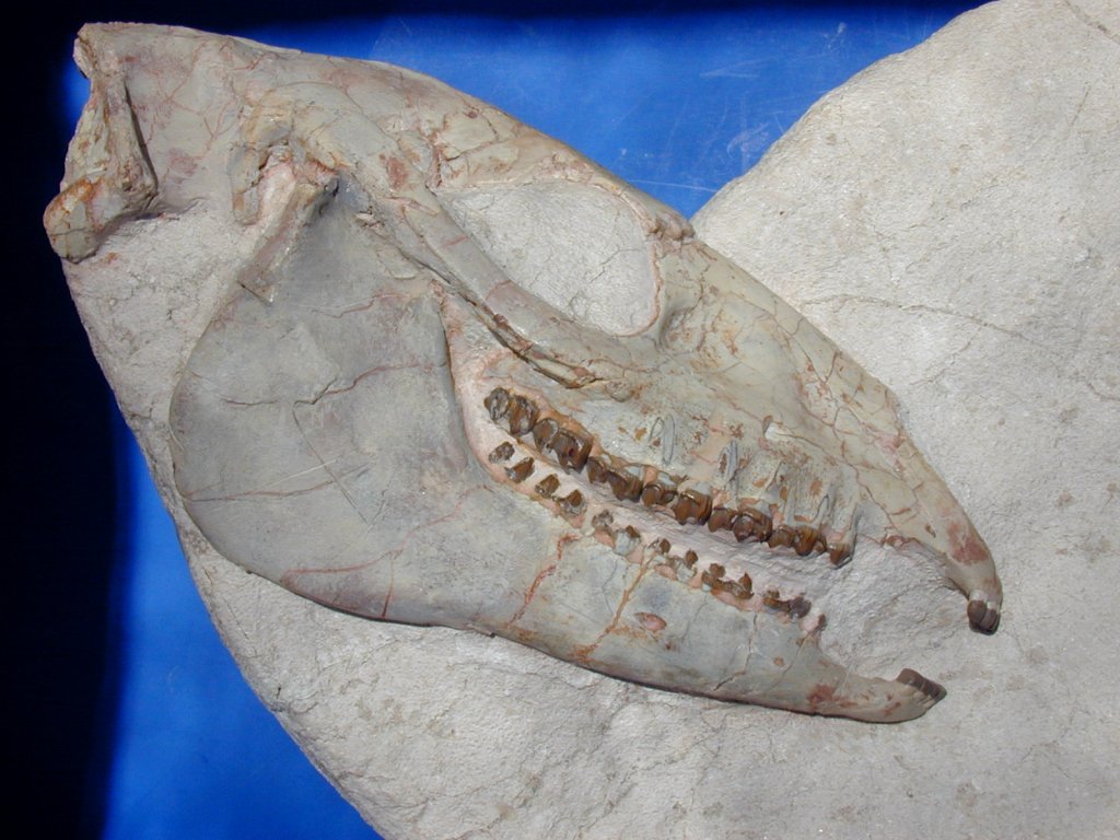 White River Mesohippus Fossil Horse Skull