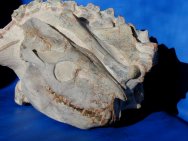 Merycoidodon Oreodont Fossil
