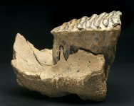 Mammoth Molar