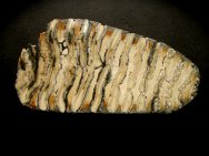 Mammuthus primigenius Fossils for Sale